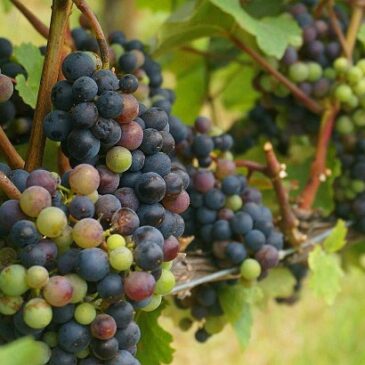 2ª Feira da Uva e do Vinho será lançada nesta sexta, em Planaltina