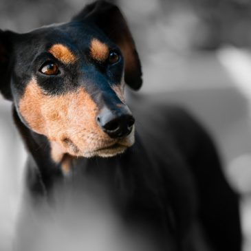 Câmara aprova aumento de pena para quem ferir cães e gatos