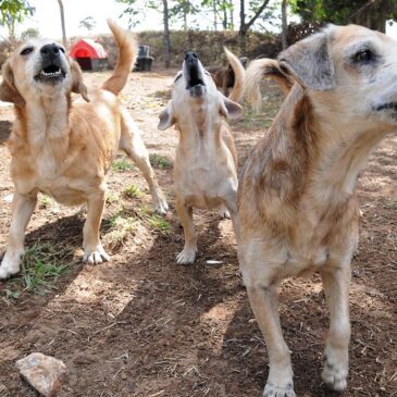 Zoonoses vacinou mais de 180 mil cães e gatos em 20 meses