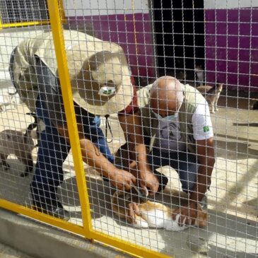 Vigilância Ambiental vacina 443 animais na área rural do Gama