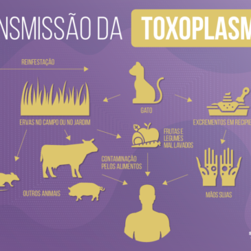 Ame os gatos, mas lembre-se da toxoplasmose