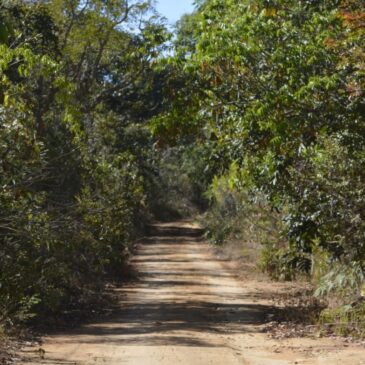 Jardim Botânico dá início às comemorações do Dia do Cerrado