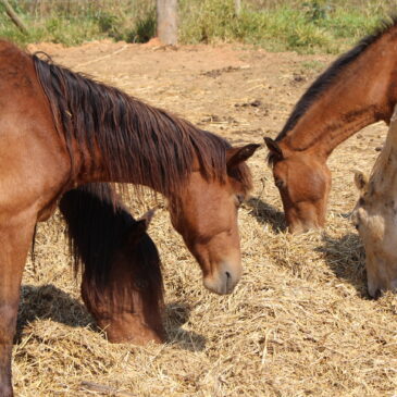 Como adotar animal de grande porte