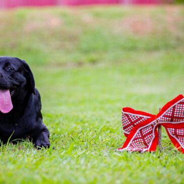 Proteja os pets dos fogos durante o Natal e Ano-Novo