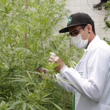 CLDF aprova projeto sobre incentivo à pesquisa com a “cannabis medicinal”