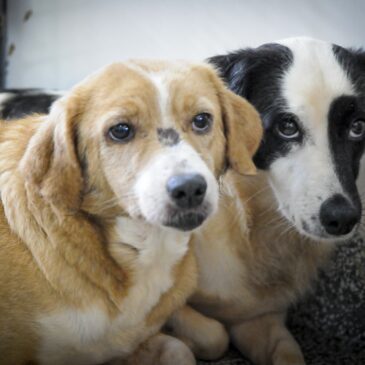 Cães e gatos estão aptos para adoção na Zoonoses