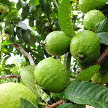 Emater participa da Feira da Goiaba com palestras e receitas on-line