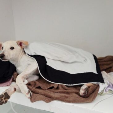 Nova campanha de castração será aberta na terça-feira (29)