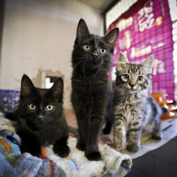 Vamos adotar um bichinho de estimação?