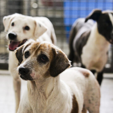 Castração de cães e gatos: confira lista de contemplados