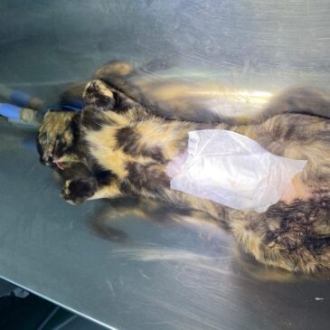 Reforço para a castração de cães e gatos