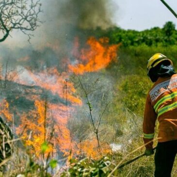 Ajude a denunciar incêndios florestais