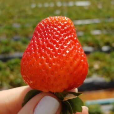 Feira do Morango vai até o dia 11