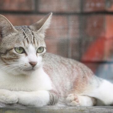 Ibram abre inscrições para castração de cães e gatos