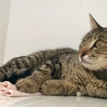 Vacinação gratuita para cães e gatos, nesta sexta (15)