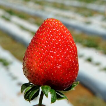 Ceasa inaugura espaço exclusivo para venda de morango