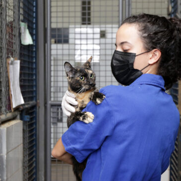 Zoonoses tem animais disponíveis para adoção