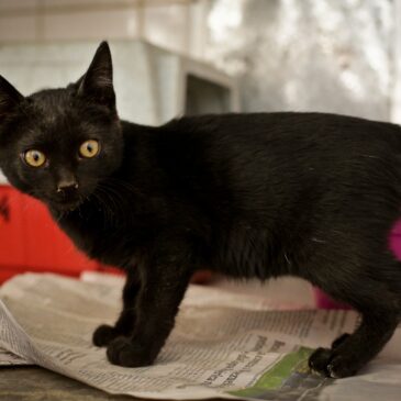 Como você pode ajudar animais que sofrem maus-tratos