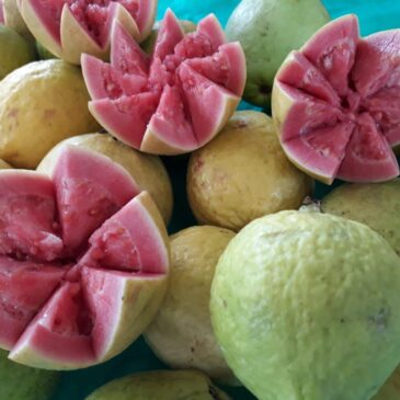 Feira da Goiaba começa nesta sexta, em Brazlândia