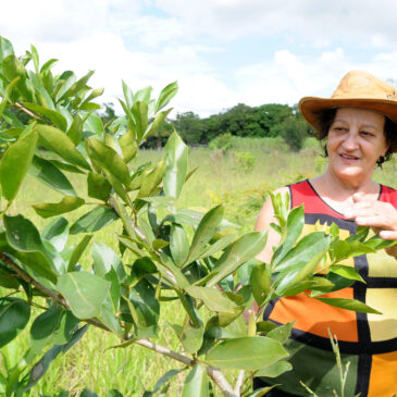 Mudas do cerrado recuperam terras degradadas