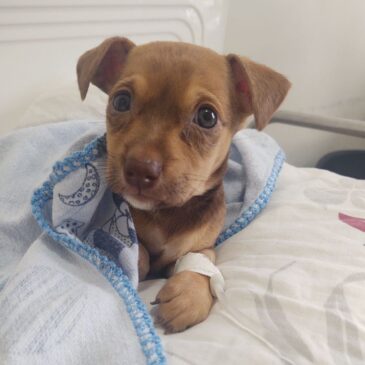 Quer ajudar? Participe da campanha do agasalho para cães e gatos