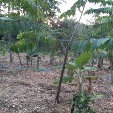 A poda que vira adubo para produtores rurais