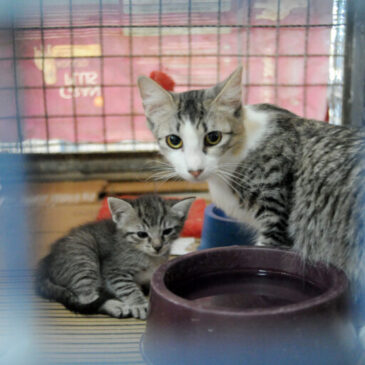 Que tal adotar um pet? 33 animais estão à espera de um lar na Zoonoses