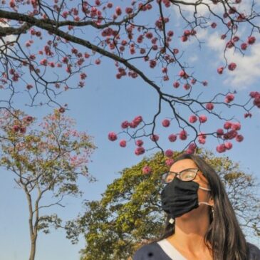 Começa a temporada de ipês, enchendo de cor e beleza todo o DF