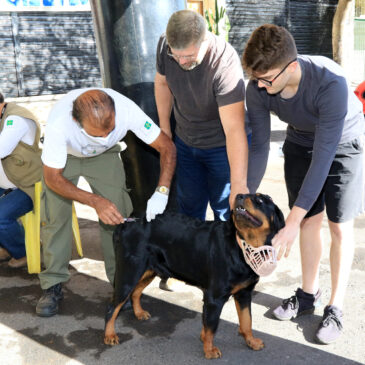 Vacinação de cães e gatos registra recorde