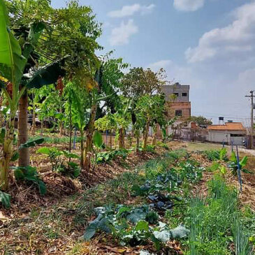 Hortas comunitárias reforçam a segurança alimentar da população