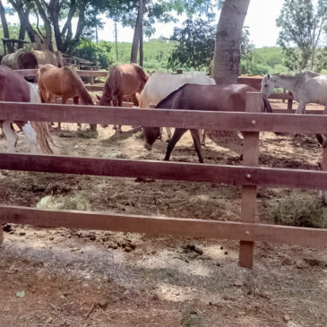 Em janeiro, programa do GDF recolheu 30 animais de grande porte das ruas