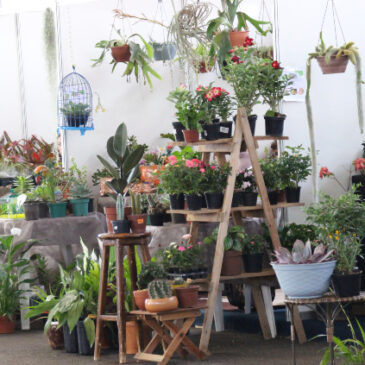 Produtores se preparam para a Festa da Goiaba em Brazlândia