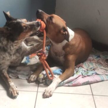 Cidade ‘pet friendly’, Brasília tem cães e gatos bem-cuidados para adoção