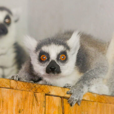 Zoológico de Brasília acolhe casal de lêmures-de-cauda-anelada