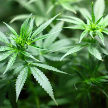 Tribunal concede liminares para permitir cultivo de Cannabis com fim medicinal sem risco de repressão
